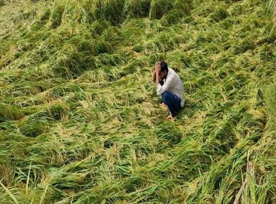बिहार में बिलख रहे किसान, बेमौसम बारिश से 30 फीसदी फसल बर्बाद