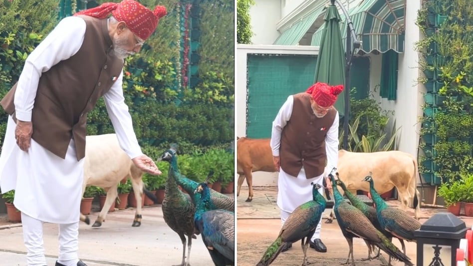 मोर को दाना और गाय को चारा….